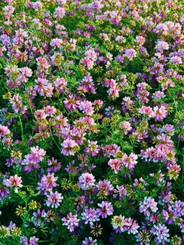 Aesthetic Pink Flower Aesthetic Pink Flower